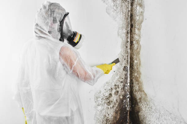 Best Mold Damage Repair  in Lake Worth, TX