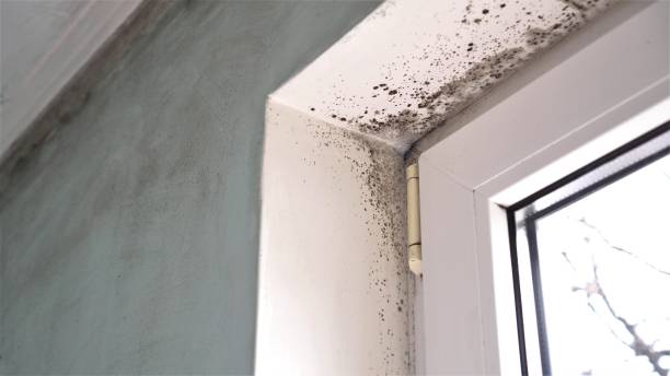 Best Commercial Mold Removal  in Lake Worth, TX