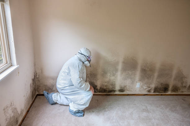 Best Attic Mold Removal  in Lake Worth, TX